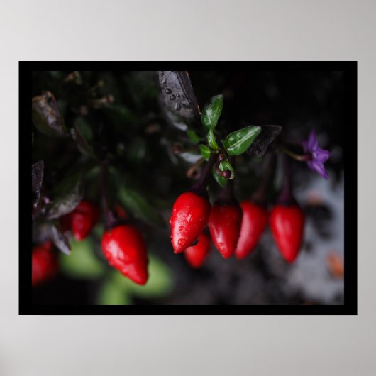 Red Hot Garden Salsa Chili Peppers. Poster (Voorkant)