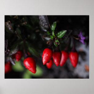 Red Hot Garden Salsa Chili Peppers. Poster