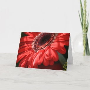 Red Hot Gerbera Kaart