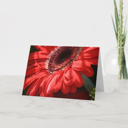 Red Hot Gerbera Kaart (Voorkant)