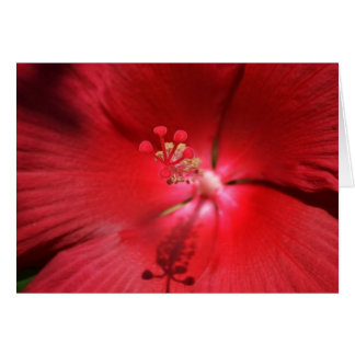 Red Hot Hibiscus