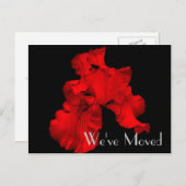 Red Hot Iris Nieuw adres Floral Art Briefkaart (Voorkant / Achterkant)