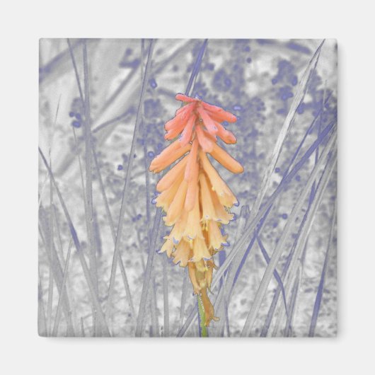 Red Hot Poker Magneet (Voorkant)