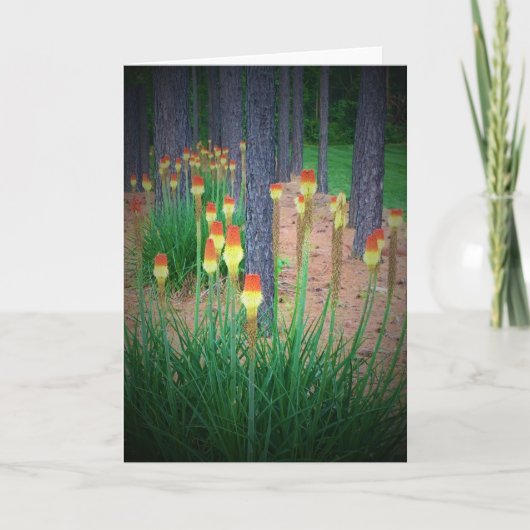 Red Hot Pokers, kaart (Voorkant)