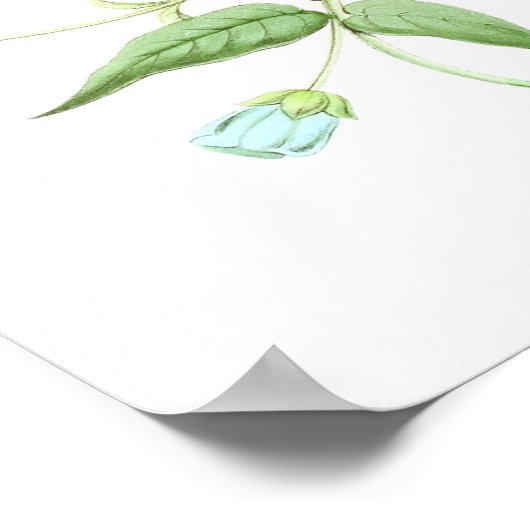 Red Hummingbird No.10 Antiek vogelafdrukken. Poster (Hoek)