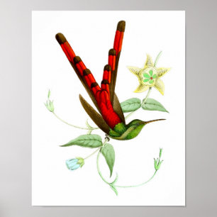 Red Hummingbird No.10 Antiek vogelafdrukken. Poster