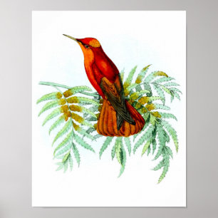 Red Hummingbird No.8 Antiek vogel Poster Print.