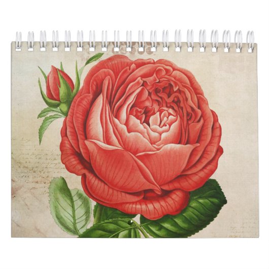 Red Hybrid Perpetual, Paul Neyron Roos Kalender (Hoes)