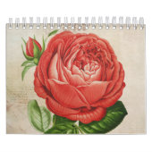  Red Hybrid Perpetual, Paul Neyron Roos Kalender (Hoes)
