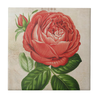 Red Hybrid Perpetual, Paul Neyron Roos Tegeltje