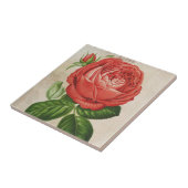 Red Hybrid Perpetual, Paul Neyron Roos Tegeltje (Zijkant)