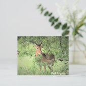 Red Impala Africa Briefkaart (Staand voorkant)