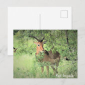 Red Impala Africa Briefkaart (Voorkant / Achterkant)