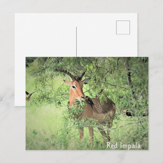 Red Impala Africa Briefkaart (Voorkant / Achterkant)