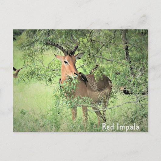 Red Impala Africa Briefkaart (Voorkant)