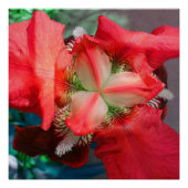 Red Iris Flower Perfect Poster (Voorkant)