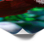 Red Iris Flower Perfect Poster (Hoek)