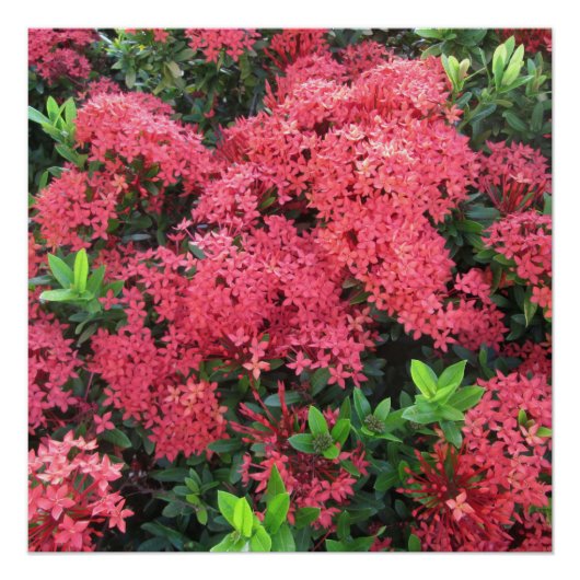Red Ixora Cluster Perfect Poster (Voorkant)