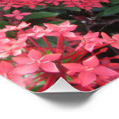 Red Ixora Cluster Perfect Poster (Hoek)