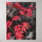 Red Japanese Maple Leaf Shadows Poster (Voorkant)