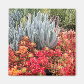 Red Jelly Bean Sedum en Blue Ice Plant Succulent Magneet (Voorkant)