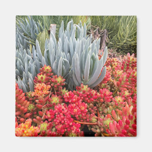 Red Jelly Bean Sedum en Blue Ice Plant Succulent Magneet