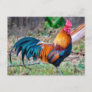 Red junglefowl briefkaart