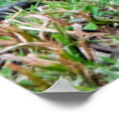 Red junglefowl poster (Hoek)