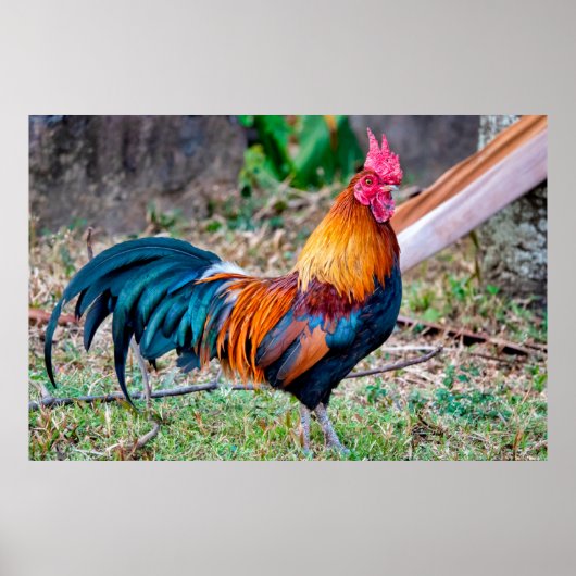 Red junglefowl poster (Voorkant)