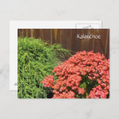 Red Kalanchoe Flowers Briefkaart (Voorkant / Achterkant)