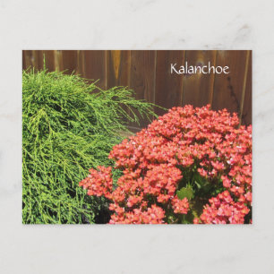 Red Kalanchoe Flowers Briefkaart