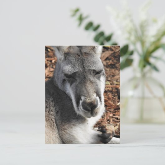 Red Kangaroo Briefkaart (Staand voorkant)