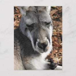 Red Kangaroo Briefkaart