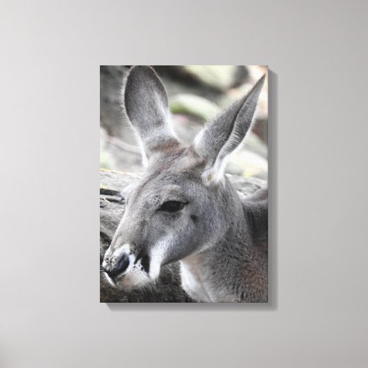 Red Kangaroo Canvas Afdruk (Voorkant)