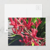 Red Kangaroo Paw Briefkaart (Voorkant / Achterkant)