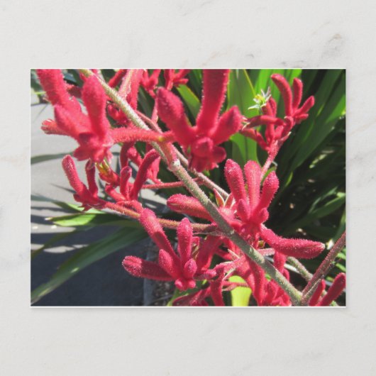 Red Kangaroo Paw Briefkaart (Voorkant)