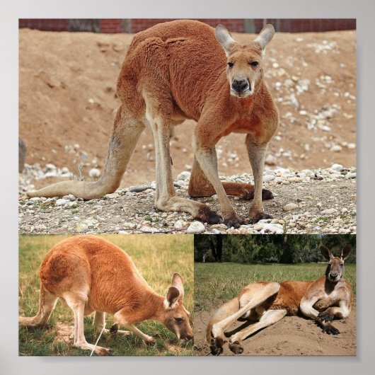 Red Kangaroo Poster (Voorkant)