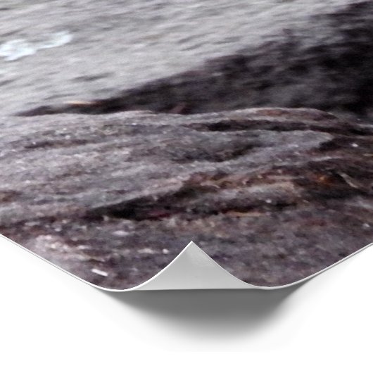 Red Kangaroo Poster (Hoek)