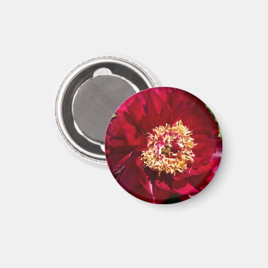 Red Karl Rosenfield Peony Magneet (Voorkant / Achterkant)