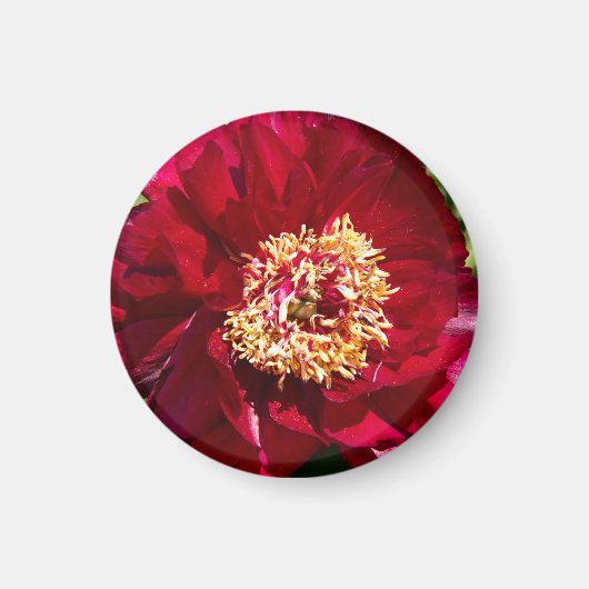 Red Karl Rosenfield Peony Magneet (Voorkant)