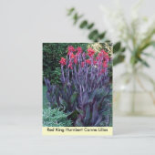 Red King Humbert Canna Lilies Briefkaart (Staand voorkant)
