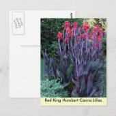 Red King Humbert Canna Lilies Briefkaart (Voorkant / Achterkant)