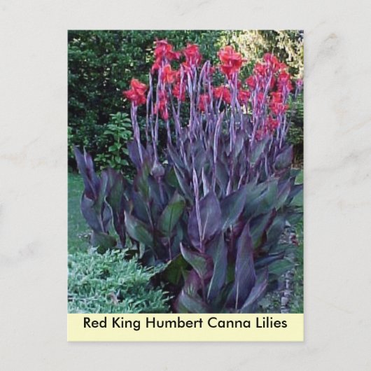 Red King Humbert Canna Lilies Briefkaart (Voorkant)