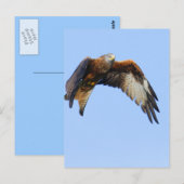Red Kite Briefkaart (Voorkant / Achterkant)