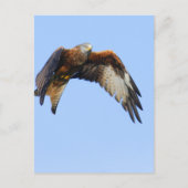 Red Kite Briefkaart (Voorkant)