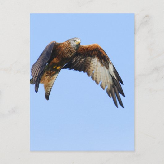 Red Kite Briefkaart (Voorkant)