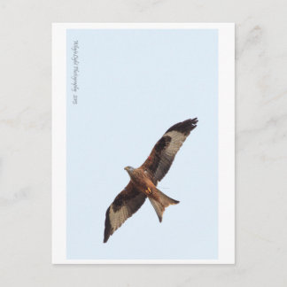 Red Kite in Sky Briefkaart