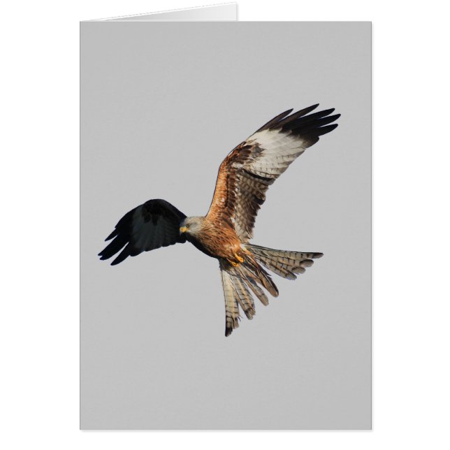 Red Kite - Milvus milvus (Voorkant)