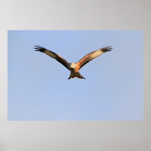 Red Kite Print (Voorkant)