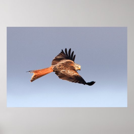 Red Kite Print (Voorkant)
